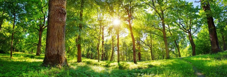 Sustainability in the Carpet Industry